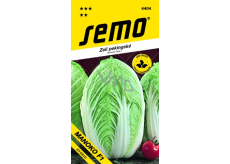 Semo Cabbage Chinese Manoko F1 Hybrid 40 seeds